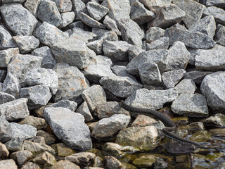 Grass snake hiding between stones near the river.