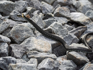 Grass snake crossing the stone surface.