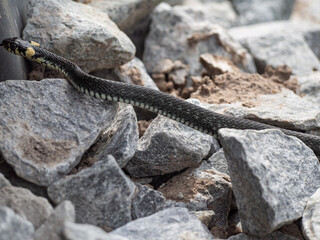Grass snake crossing the stone surface.