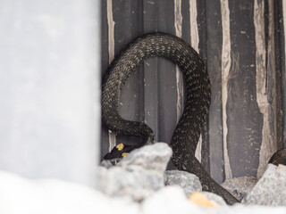 Grass snake hiding in basement of house.