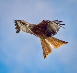 Red Kite