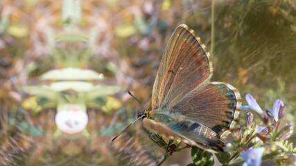 One Chalkhill blue (Lysandra coridon) female butterfly on a wild meadow flowers closeup macro. Selective focus with dark colorful blurred background. Beautiful summer meadow, inspiration nature. 