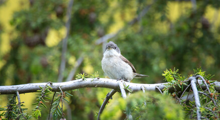 Obraz premium Wild lesser whitethroat or Sylvia curruca perching on a branch of a tree