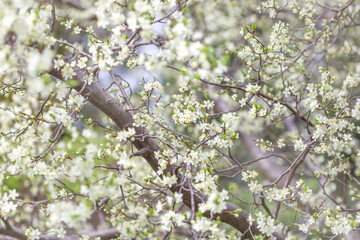 Blossoming plum tree in the spring