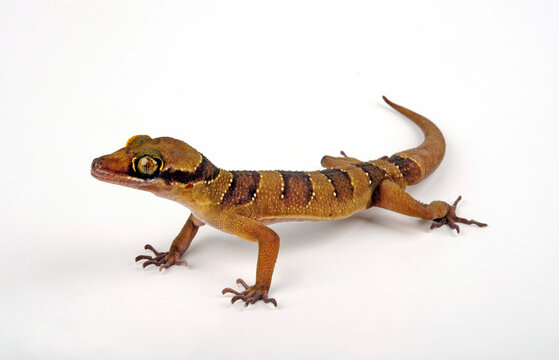 Malaiischer Bogenfingergecko / Malayan Forest Gecko (Cyrtodactylus pulchellus)