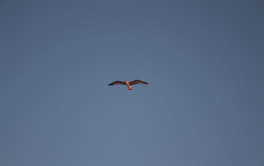 Seagull flies in the sky over the sea