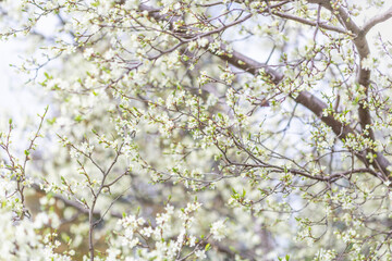 Blossoming plum tree in the spring