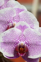 Purple Exotic Orchid