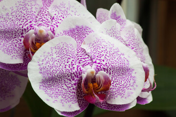 Purple Exotic Orchid