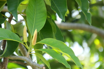 Light yellow bud of White Champaka on branch and green leaves, Thailand. Another name is White Sandalwood or White Jade Orchid Tree, Thailand.