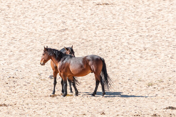 Wild horses of the Namib at Garub