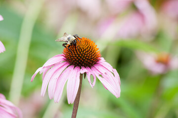 Echinacea with a bee