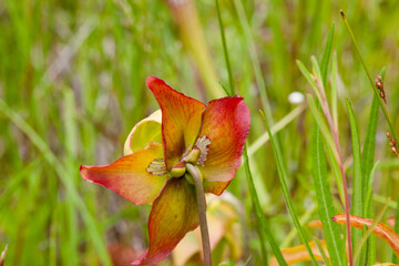 Red flowers in a garden