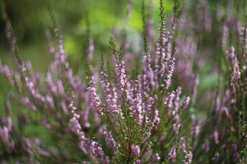 A close up of a flower