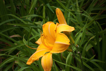 Orange Lily in the garden