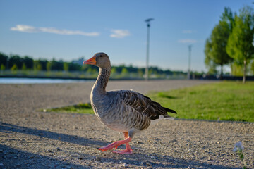 A gray goose posing on the camera