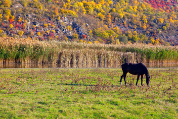 Dark Horse in Autumn . Horse grazing in the fall season 