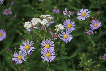A pink flower on a plant