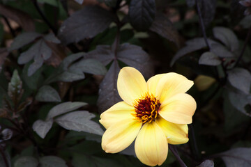 Yellow flower in the sunshine