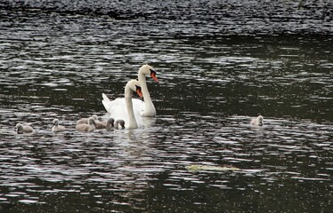 born little swans