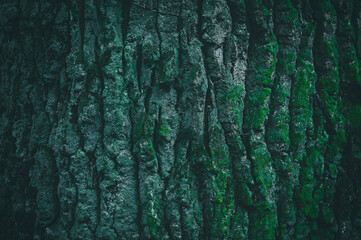 Green wood texture. Dark green tree bark texture for background. Beautiful green wallpaper. Moss on the bark of a tree.