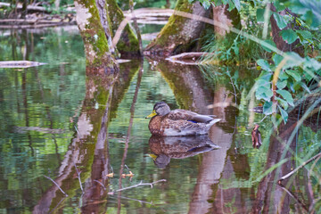 Duck is swimming in a pond. Reflection of the trees and duck in the water