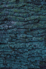 Abstract blue texture. Tree bark  is covered with moss.