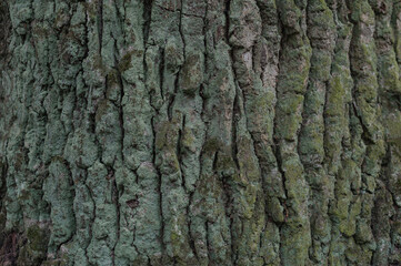 Tree bark texture. Background texture. The bark of the tree is covered with moss.