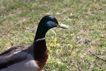 Naklejka na ściany i meble Close up view of a duck in a sunny day.