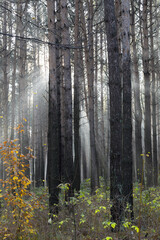 Obraz premium Sun rays breaking through trees in a pine forest. Autumn. Dawn.