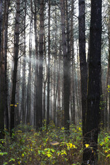 Sun rays breaking through trees in a pine forest. Autumn. Dawn.