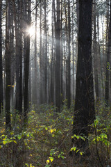 Obraz premium Sun rays breaking through trees in a pine forest. Autumn. Dawn.