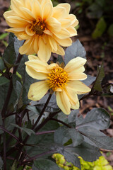 Yellow flowers in a garden