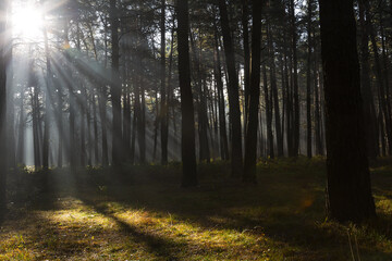 Obraz premium Sun rays breaking through trees in a pine forest. Autumn. Dawn.