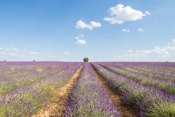 Naklejka na ściany i meble ciolorful fields of lavender in brihuega, spain