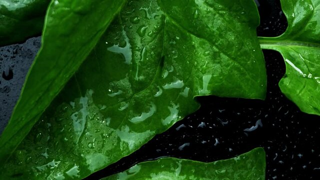 Fresh spinach with water drops rotating on black background.