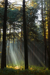 Obraz premium Sun rays breaking through trees in a pine forest. Autumn. Dawn.