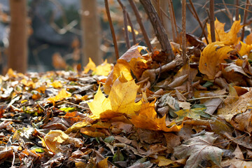 Colorful bright background of autumn leaves, as background for your art project. Selective focus