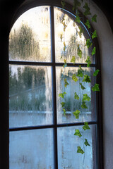 Condensate on glass. Green leaves of house plants through misted glass