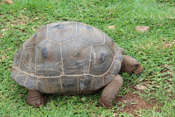 turtle on the grass