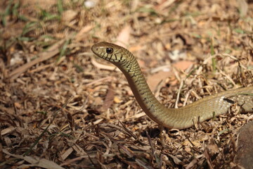 snake in the grass