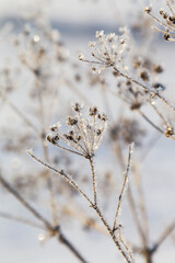 Ice-covered grass on a snow-covered field. Plants in frost, nature background. Winter landscape, scene