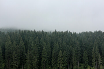 Forest of pine trees with hazy weather