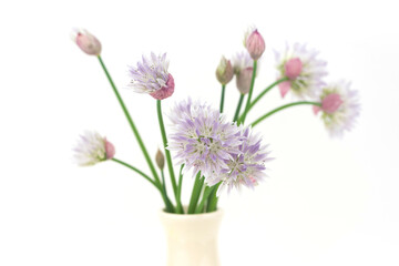 young fresh chive flowers - spice