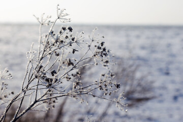 Ice-covered grass on a snow-covered field. Plants in frost, nature background. Winter landscape,...