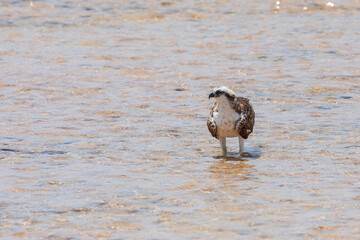 Pandion haliaetus - Osprey stands in the sea and hunts. Wild photo.