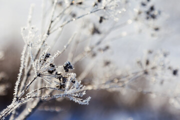 Ice-covered grass on a snow-covered field. Plants in frost, nature background. Winter landscape, scene