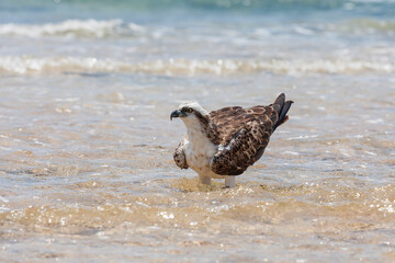 Pandion haliaetus - Osprey stands in the sea and hunts. Wild photo.