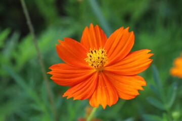 初夏の野原に咲くキバナコスモスのオレンジ色の花