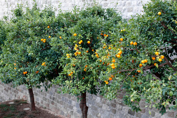 Fototapeta na wymiar Tangerine trees in autumn garden. Harvest of ripe orange fruits.